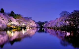 Картинка Япония, ночь, город, парк, небо, Осака, сакура, синее, фонари, озеро, деревья, освещение, цветение, вишня