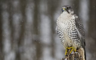 Картинка Кречет, снег, птица, хищник, зима, взгляд, сокол
