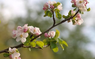 Обои яблоня, ветка, весна, цветы, макро, цветение, бутончики, природа
