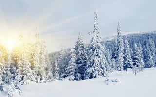 Картинка север, sun, winter, елки, сосны, ели, снег, зима, солнце