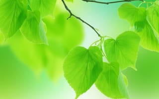 Картинка макро, природа, лепестки, зеленые листья, веточки, лето