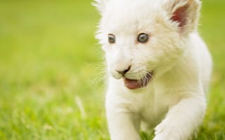 Обои белый лев, малыш, котёнок, львёнок