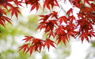 Картинка Япония, боке, Осака, блики, дерево, ветки, красные, клен, листья, размытость