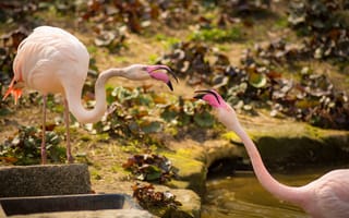 Картинка птицы, розовые фламинго, парочка, фламинго