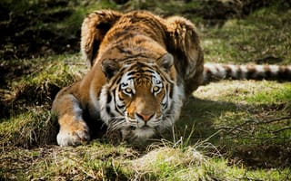 Картинка тигр, трава, лежа, хищник, охота