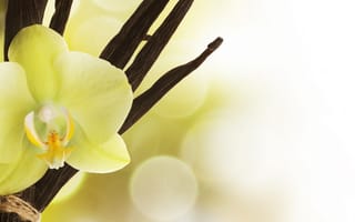 Картинка фаленопсис, ваниль, орхидея