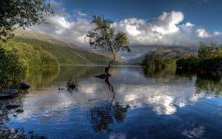 Картинка озеро, отражение, Сноудония, Озеро Падарн, Wales, Уэльс, Гуинет, Llyn Padarn, Gwynedd, дерево, Snowdonia