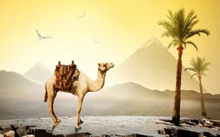 Картинка небо, пирамиды, Cairo, пустыня, Египет, пальмы, солнце, верблюд, камни, птицы