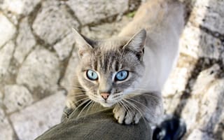 Картинка кошка, сиамская, голубые глаза, лапки, животное, усы, тень