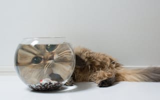 Картинка Daisy, аквариум, рыбка, кошка, Ben Torode, морда, Benjamin Torode