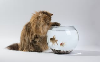 Картинка Daisy, кошка, рыбки, аквариум, Benjamin Torode, интерес, Ben Torode