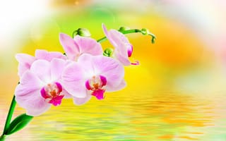 Картинка орхидеи, вода, блики, розовые, крупным планом, ветка, цветки