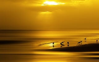 Картинка море, закат, птица, берег