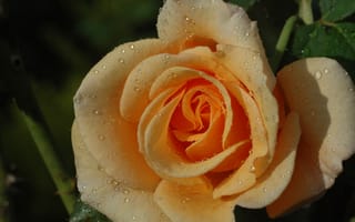 Обои капли, роза, лепестки, жёлтая роза, макро, бутон