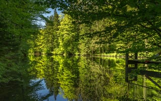 Картинка зелень, лес, Швейцария, река, отражение, деревья