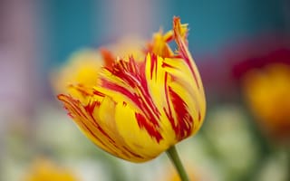 Картинка цветок, весна, желто-красный, тюльпан, махровый
