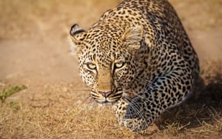 Картинка Масаи-Мара, Кения, леопард, взгляд, Masai Mara, дикая кошка, Kenya