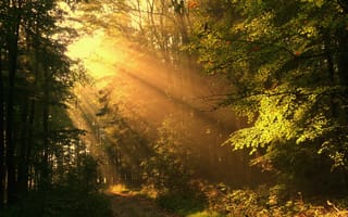 Картинка осень, лучи, дорога, лес, солнечные