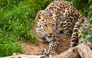 Картинка амурский леопард, взгляд, леопард, кошка, коряга, трава, цветы