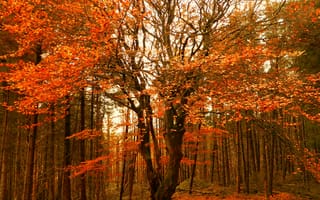 Картинка Осень, Деревья, Лес, Trees, Fall, Colors, Autumn, Forest