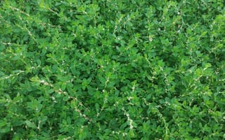 Картинка трава, зеленый, спорыш