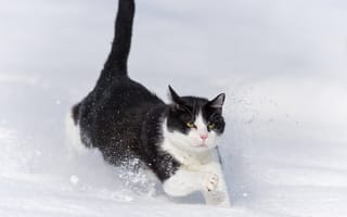 Обои кот, сугроб, ©Tambako The Jaguar, кошка, зима, снег, бежит