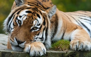 Картинка тигр, хищник, кошка, задумчивость, взгляд