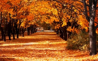 Картинка листья, деревья, аллея, парк, желтые, осень, солнечно