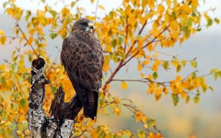 Обои осень, Swainson's Hawk, птица