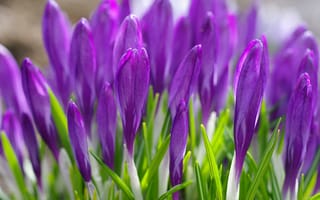 Картинка весна, крокусы, трава, фиолетовые, цветы