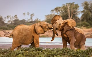 Картинка wildlife, elephants, fighting, Africa, Samburu, Kenya