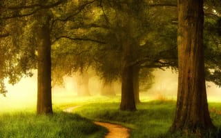 Картинка лес, Нидерланды, трава, тропинка, туман, деревья, зелень