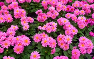 Картинка Pink, Розовые, Георгины, Dahlias