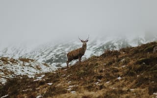 Картинка grass, hill, mist, red deer, snow, fog, deer, horns, winter