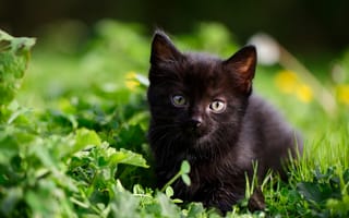 Картинка котёнок, трава, взгляд, чёрный котёнок, малыш