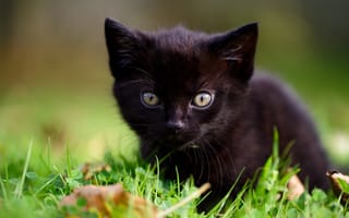 Обои трава, котёнок, мордочка, взгляд, чёрный котёнок, малыш