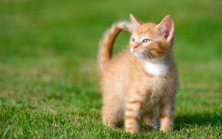 Картинка рыжий котёнок, малыш, котёнок, трава