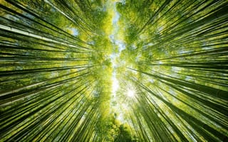 Обои лес, солнце, природа, вверх, небо, бамбук