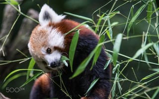 Картинка листва, бамбук, firefox, красная панда