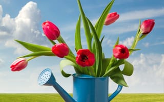 Картинка зелень, поле, трава, небо, облака, листья, пейзаж, солнце