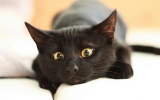Картинка кот, глаза, лежит, мордочка, отдыхает, крупный план, боке, черный