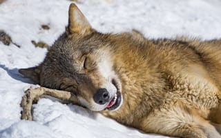 Картинка морда, снег, спит, сон, волк, ©Tambako The Jaguar, ветка, отдых, зима