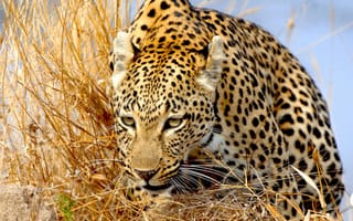 Картинка дикая кошка, трава, леопард, хищник