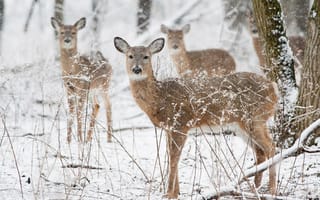 Картинка winter, snowing, wildlife, deer