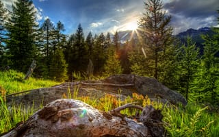 Картинка лес, небо, горы, тучи, трава, Швейцария, деревья, камни