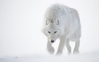 Картинка белый, снег, Полярный, Волк