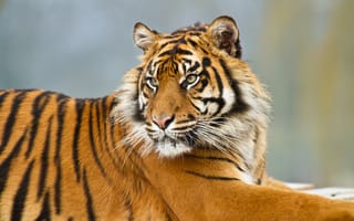 Картинка тигр, суматранский, кошка