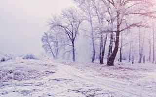 Картинка деревья, зима, снег