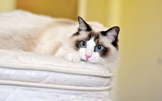 Картинка кот, взгляд, рэгдолл, голубые глаза, кошка