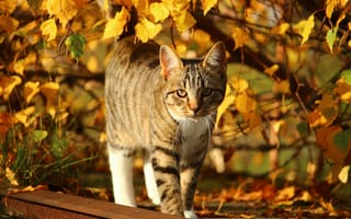 Картинка кот, желтые, полосатый, гуляет, ветки, рельса, на природе, солнце, листья, осень